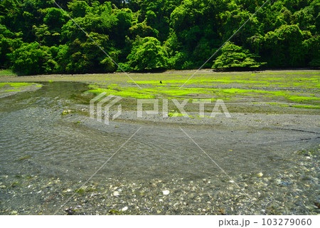 新緑の小網代の森 103279060