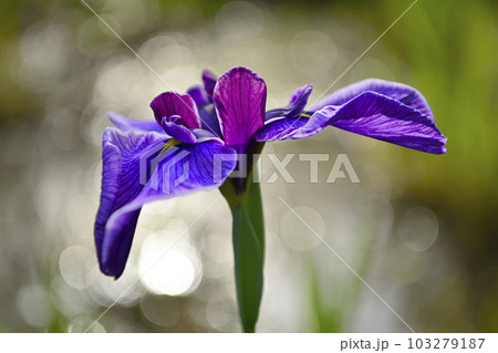 花菖蒲 103279187
