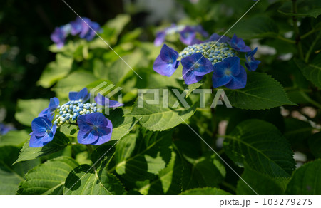 梅雨晴れに咲く紫陽花 103279275