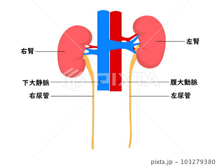 人間の腎臓の各部名称 103279380