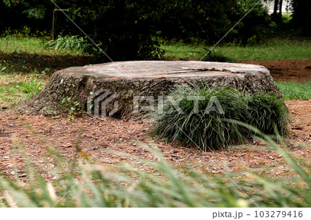 大きな切り株 103279416