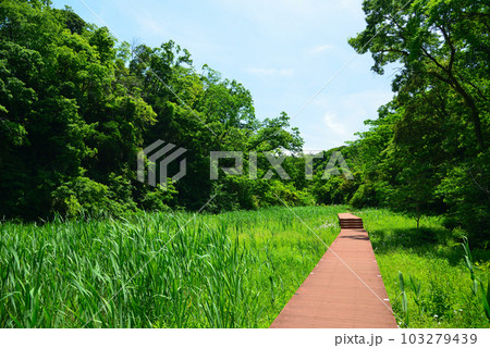 新緑の小網代の森 新緑の小網代の森 103279439