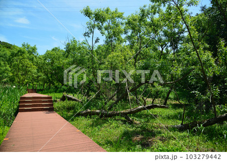 新緑の小網代の森 新緑の小網代の森 103279442