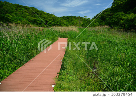 新緑の小網代の森 103279454