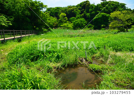 新緑の小網代の森 103279455