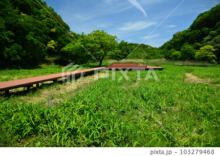 新緑の小網代の森 103279468
