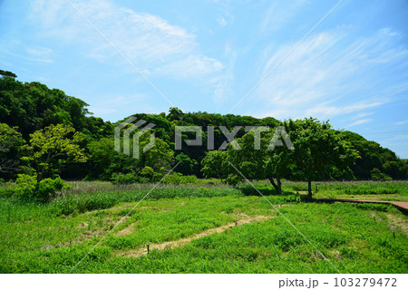 新緑の小網代の森 103279472
