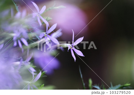 夏の美しいイソトマの白い花 夏の美しいイソトマの白い花 103279520