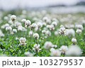初夏の身近な花シロツメクサ 103279537