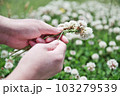 初夏の身近な花シロツメクサの花冠 103279539