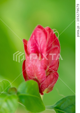 家の周りの草花　四季の色々　艶やかに輝く　赤い花　　 103279679