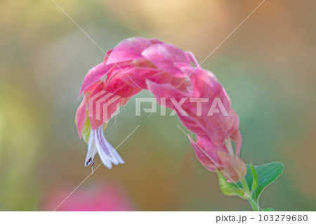 家の周りの草花　四季の色々　艶やかに輝く　赤い花　　 103279680