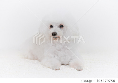 白いトイプードル 白いトイプードル 103279756