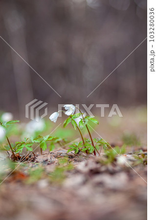 Snowdrops in the forest with beautiful soft light marking the coming Snowdrops in the forest with beautiful soft light marking the coming 103280036