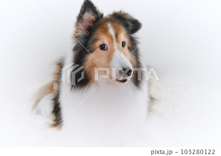 かわいい表情のシェルティ（シェットランドシープドッグ） 103280122