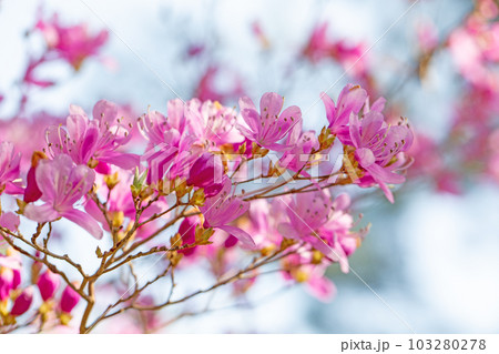 家の周りの草花 四季の色々 紫に輝く 美しい ツツジ 家の周りの草花 四季の色々 紫に輝く 美しい ツツジ 103280278