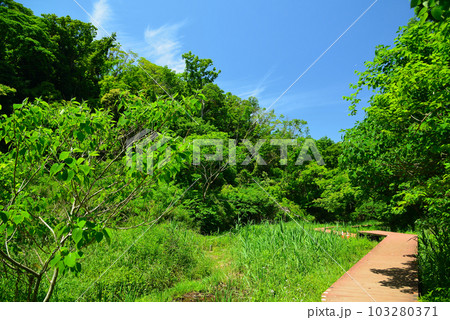 新緑の小網代の森 103280371