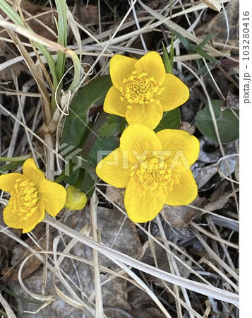 Marsh marigold (lat. Caltha palustris) is a herbaceous perennial plant, a species of the genus Caltha of the Buttercup family (Ranunculaceae). 103280416