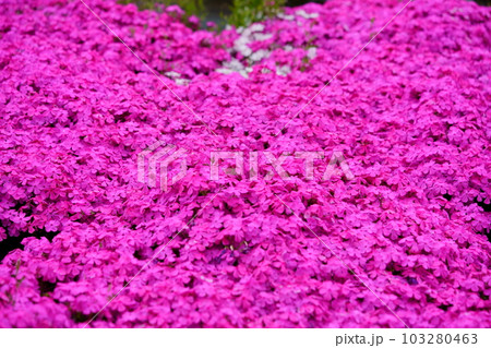 四月・一面シバザクラの斜面 103280463