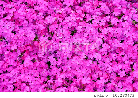 四月・一面シバザクラの斜面 103280473