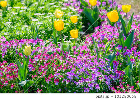 ナチュラルなイングリッシュガーデン 快晴の花畑 ナチュラルなイングリッシュガーデン 快晴の花畑 103280658