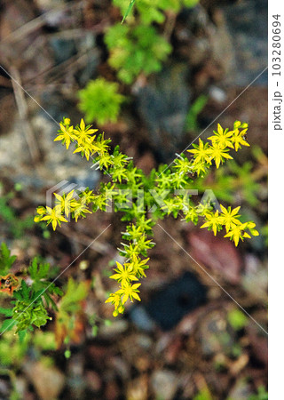 庭で見つけた、星型の小さな黄色い花を咲かせている植物 庭で見つけた、星型の小さな黄色い花を咲かせている植物 103280694