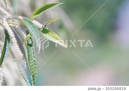 初夏の栗の木 オールドレンズ 初夏の栗の木 オールドレンズ 103280819