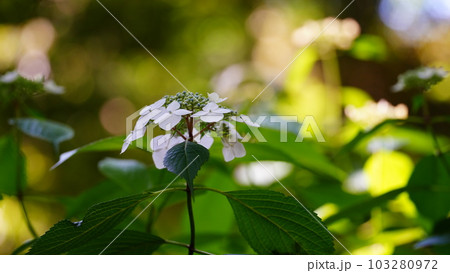 六義園の紫陽花は、咲き始めながら、爽やかなナチュラル感 六義園の紫陽花は、咲き始めながら、爽やかなナチュラル感 103280972