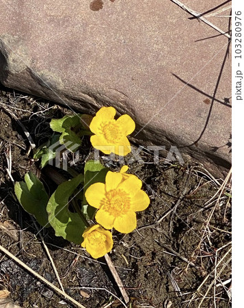 Marsh marigold (lat. Caltha palustris) is a herbaceous perennial plant, a species of the Caltha genus of the Buttercup family (Ranunculaceae) grows in bloom on stones. 103280976