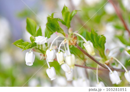 家の周りの草花 四季の色々 白い可憐な花びら 銅弾つつじ 家の周りの草花 四季の色々 白い可憐な花びら 銅弾つつじ 103281051