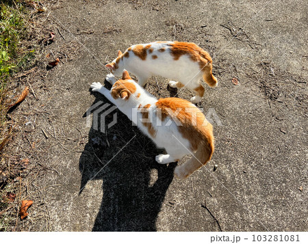 伸びをする猫とその陰と～朝の兄妹～ 103281081