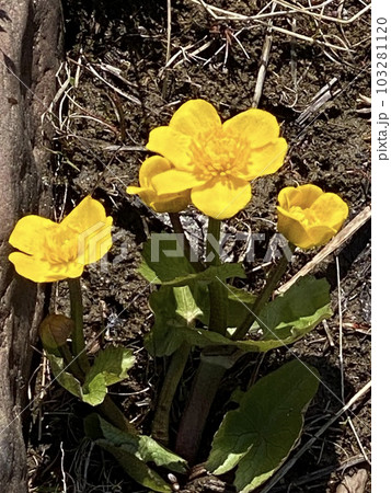 Marsh marigold (lat. Caltha palustris) is a herbaceous perennial plant, a species of the Caltha genus of the Buttercup family (Ranunculaceae) grows in bloom on stones. Marsh marigold (lat. Caltha palustris) is a herbaceous perennial plant, a species of the Caltha genus of the Buttercup family (Ranunculaceae) grows in bloom on stones. 103281120