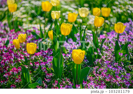 ナチュラルなイングリッシュガーデン 快晴の花畑 103281179