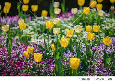 ナチュラルなイングリッシュガーデン 快晴の花畑 ナチュラルなイングリッシュガーデン 快晴の花畑 103281180