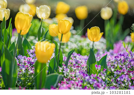 黄色のチューリップ　 快晴の花畑 103281181