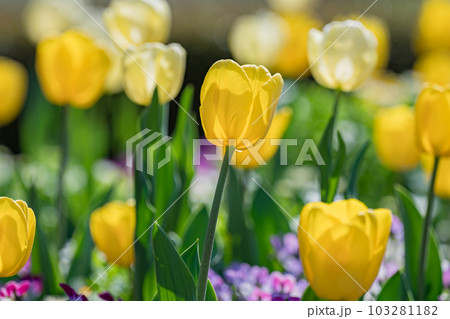 ナチュラルなイングリッシュガーデン 快晴の花畑 ナチュラルなイングリッシュガーデン 快晴の花畑 103281182