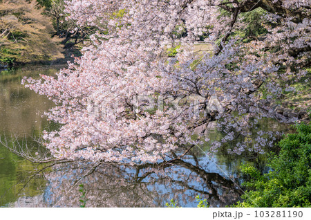 池の映る満開の桜 池の映る満開の桜 103281190
