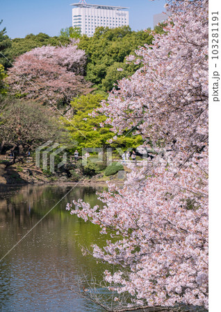 池の映る満開の桜　 103281191