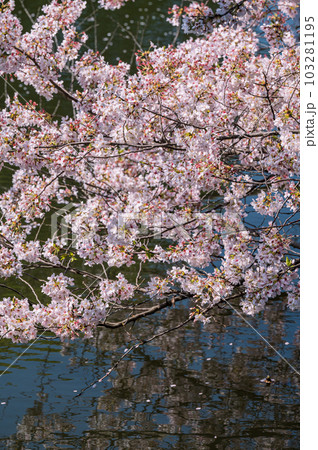 池の映る満開の桜 池の映る満開の桜 103281195
