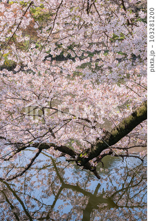池の映る満開の桜　 103281200