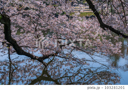 池の映る満開の桜 池の映る満開の桜 103281201