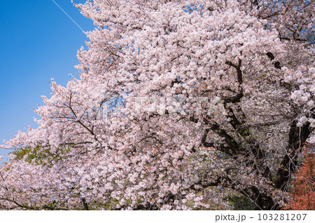 大きな桜の木と満開の桜の花びら 103281207