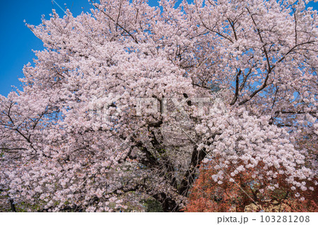 大きな桜の木と満開の桜の花びら 103281208