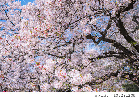 大きな桜の木と満開の桜の花びら 103281209