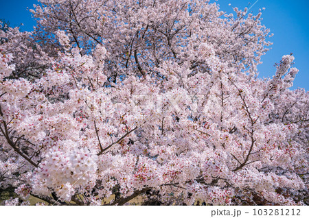 大きな桜の木と満開の桜の花びら 大きな桜の木と満開の桜の花びら 103281212