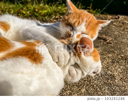 ハグか寝技か～猫の兄妹～ 103281286