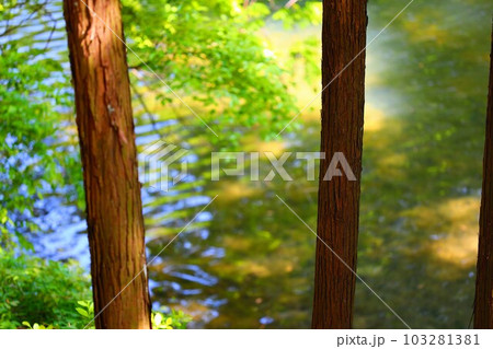 公園で見た景色 103281381