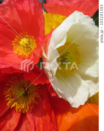 満開のケシの花 103281383