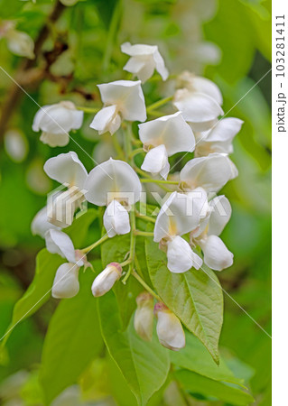 家の周りの草花 四季の色々 白い可憐な花びら 森の妖精 白色の藤 家の周りの草花 四季の色々 白い可憐な花びら 森の妖精 白色の藤 103281411