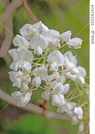 家の周りの草花　四季の色々　白い可憐な花びら　森の妖精　白色の藤 103281414